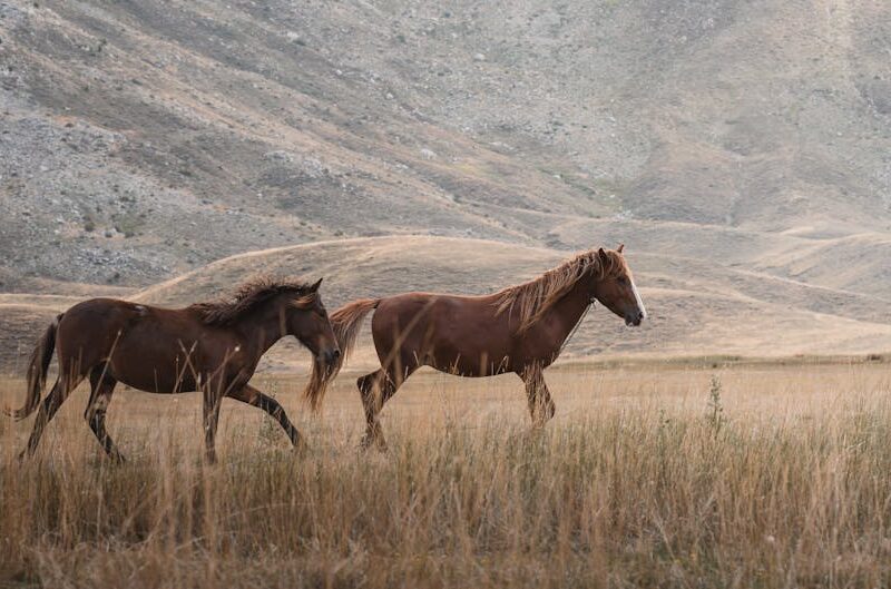 Şifre Yöneticisi Seçimi İçin Adım Adım Kılavuz: Güvenli Hesaplar